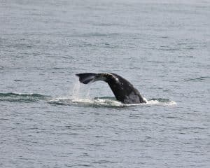 217A6132 2 | San Diego Whale Watch 9