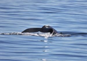 217A6444 2 | San Diego Whale Watch 13
