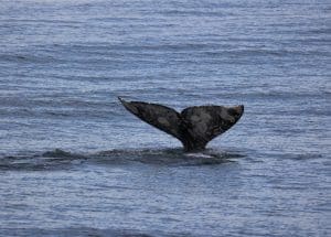 217A6564 2 | San Diego Whale Watch 1