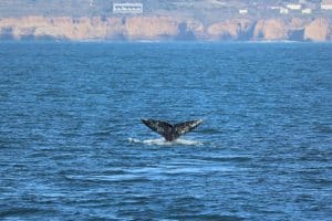 217A6797 2 | San Diego Whale Watch 9