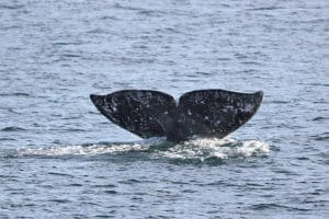 217A6960 2 | San Diego Whale Watch 1