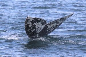 217A7618 2 | San Diego Whale Watch 7