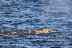 217A8029 2 | San Diego Whale Watch 1