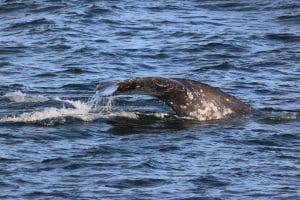 217A8038 2 | San Diego Whale Watch 3