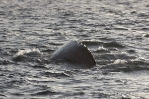 217A8079 2 | San Diego Whale Watch 5