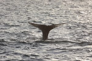 217A8085 2 | San Diego Whale Watch 7