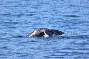 217A8130 2 | San Diego Whale Watch 1