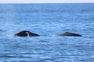 217A9836 2 | San Diego Whale Watch 3