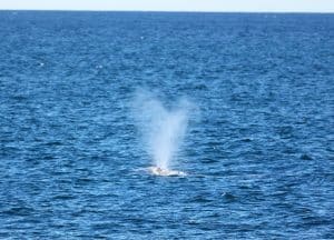 217A9992 2 | San Diego Whale Watch 1