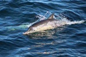 IMG 2325 2 | San Diego Whale Watch 7