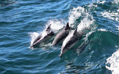 Dolphin Watching in San Diego