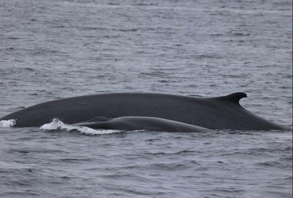 Watch Humpback Whale Migration — Everything You Need to Know | San ...