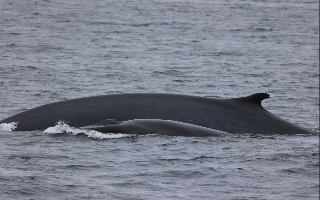 Humpback whale migration
