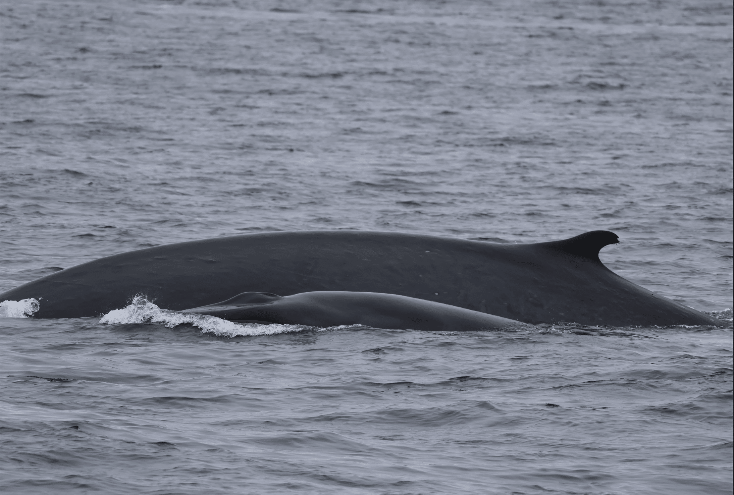 Humpback whale migration