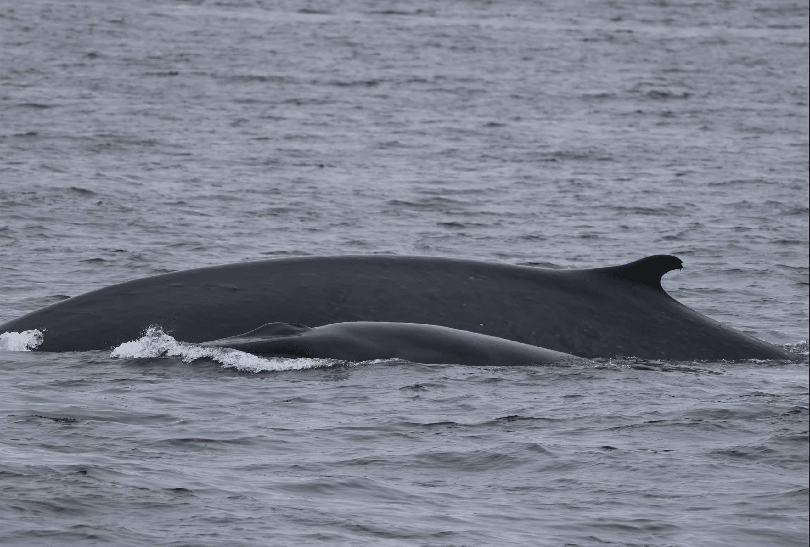 Humpback whale migration