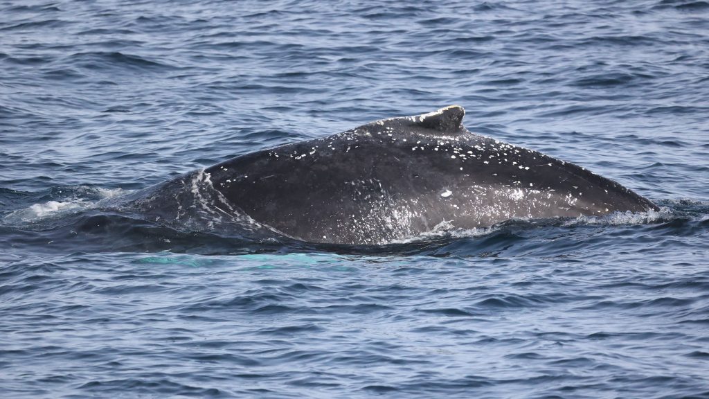 Gray Whale Migration Facts February 5th, 2023 | San Diego Whale Watch