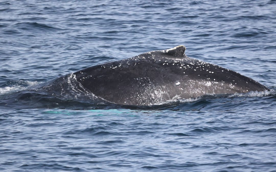 Gray whale migration facts