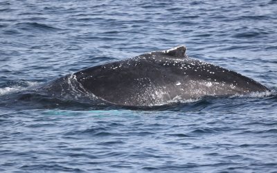 Gray Whale Migration Facts
