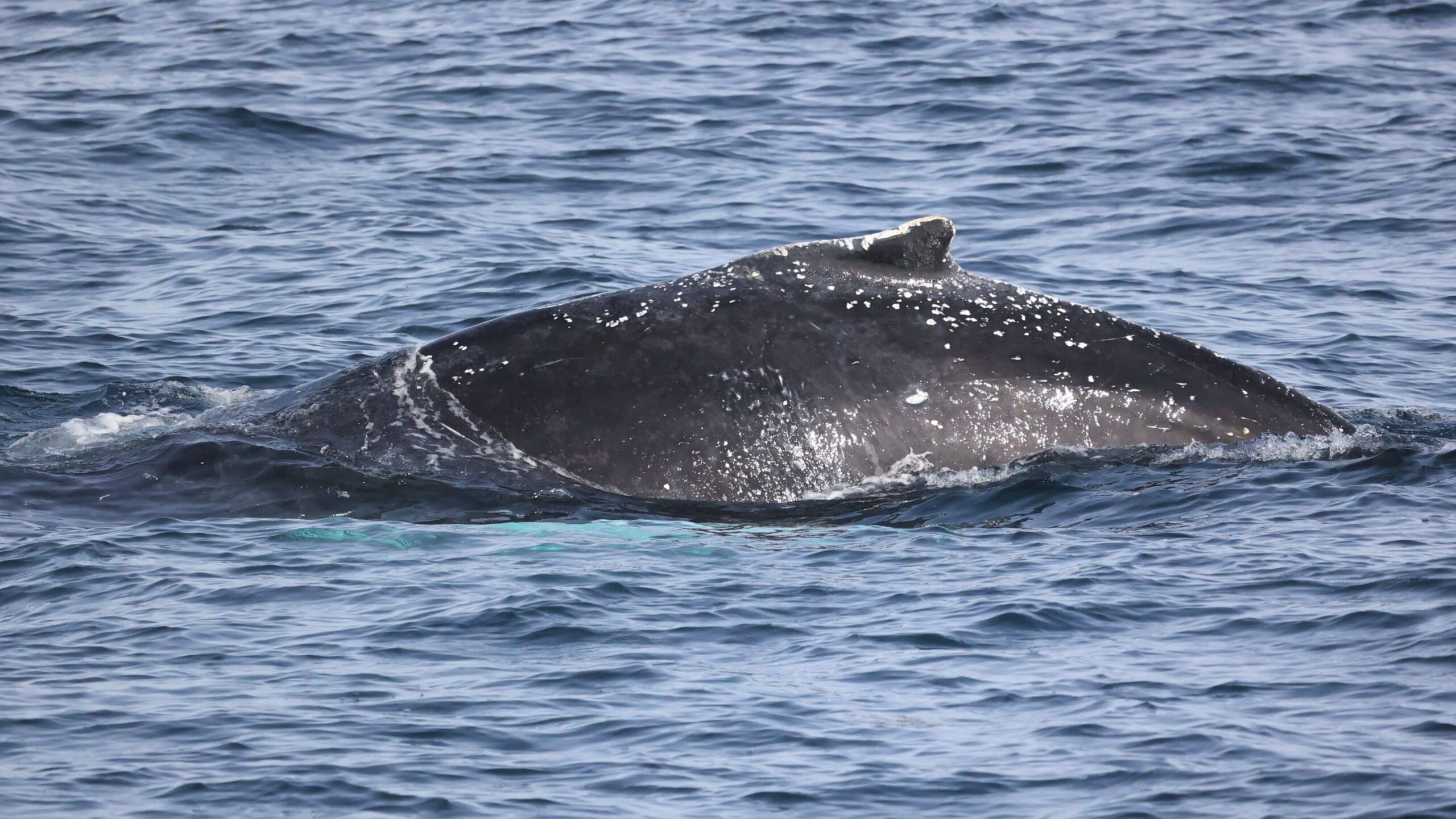 Gray whale migration facts