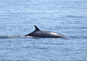 217A0665 2 | San Diego Whale Watch 7