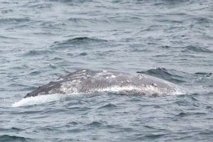 217A3415 2 | San Diego Whale Watch 3