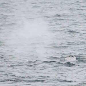 217A3452 2 | San Diego Whale Watch 5