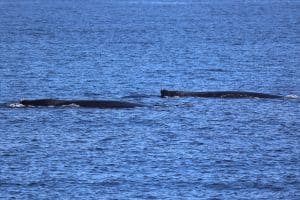217A3639 2 | San Diego Whale Watch 1