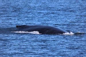 217A3667 2 | San Diego Whale Watch 3