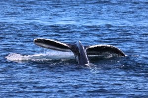 217A3698 2 | San Diego Whale Watch 5