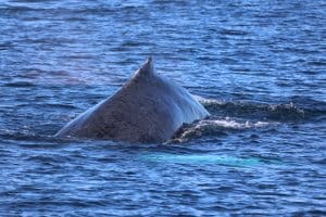 217A3714 2 | San Diego Whale Watch 7