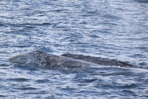 217A4102 2 | San Diego Whale Watch 9