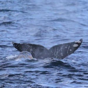 217A4177 2 | San Diego Whale Watch 11