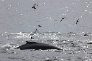 217A4723 2 | San Diego Whale Watch 5