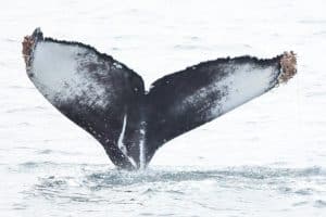 217A5358 2 | San Diego Whale Watch 5