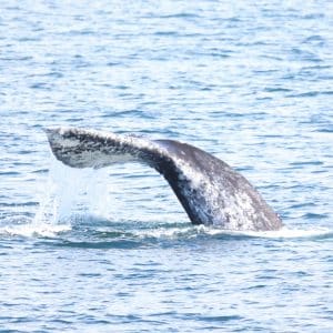 217A5554 2 | San Diego Whale Watch 1