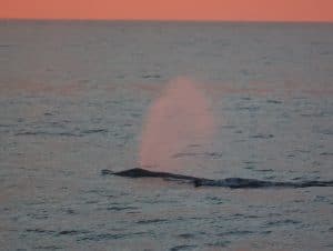 217A5801 2 | San Diego Whale Watch 7