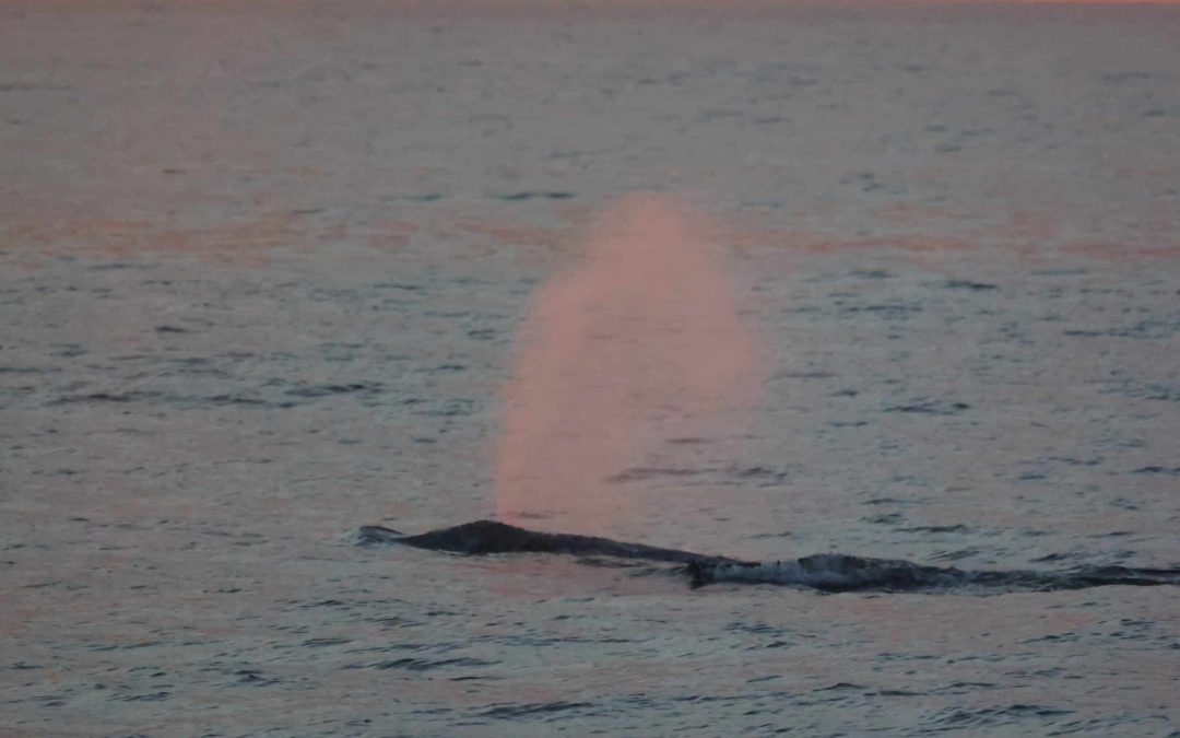 Best Time of Year for Sunset Whale Watching San Diego