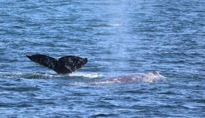 217A5995 2 | San Diego Whale Watch 9