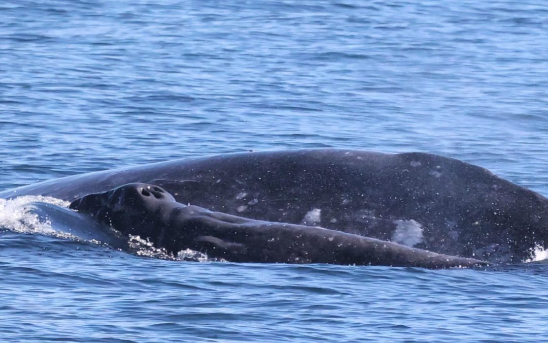 Best Season to Whale Watch in San Diego