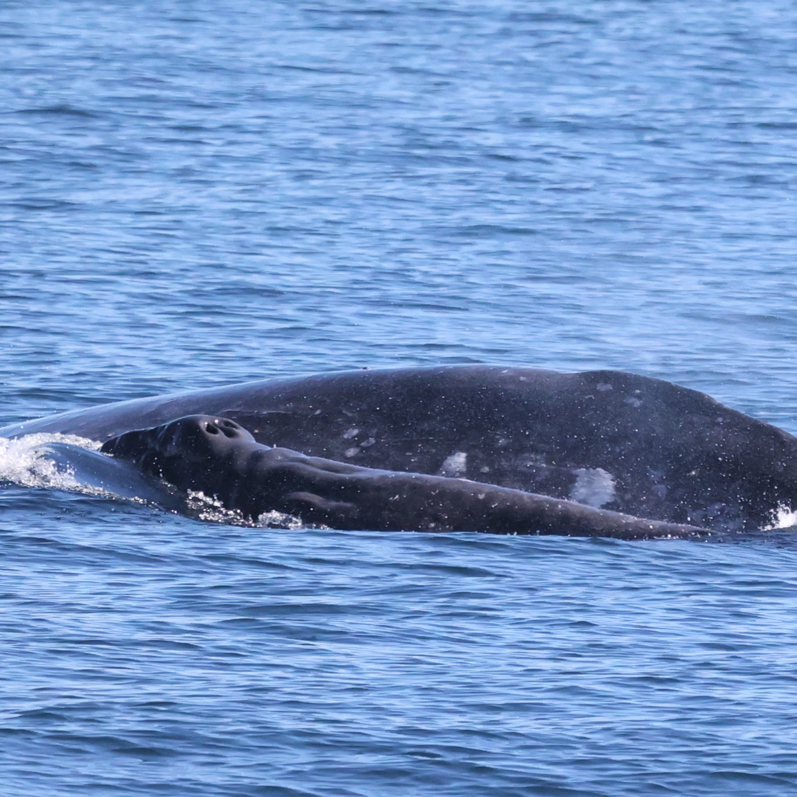 Best Season to Whale Watch in San Diego | San Diego Whale Watch