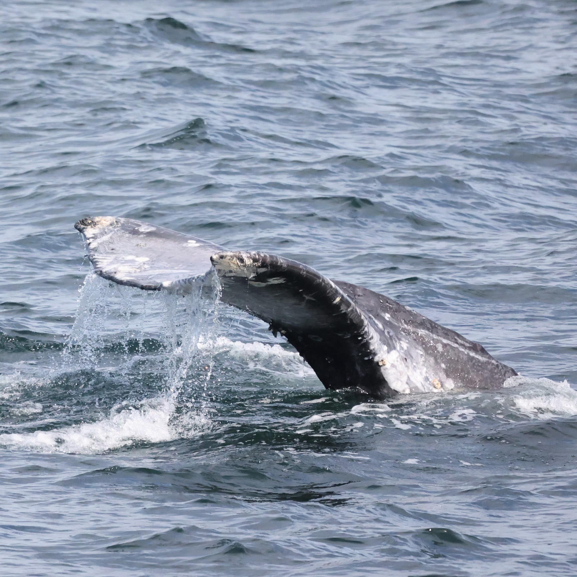 217A8429 2 1 | San Diego Whale Watch 1