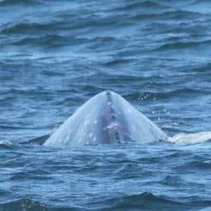 217A9552 2 | San Diego Whale Watch 3