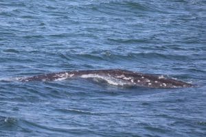 217A9582 2 | San Diego Whale Watch 5