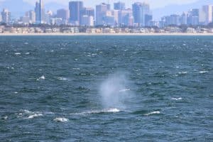 217A9614 2 | San Diego Whale Watch 1