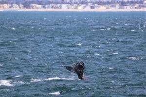 217A9623 2 | San Diego Whale Watch 3
