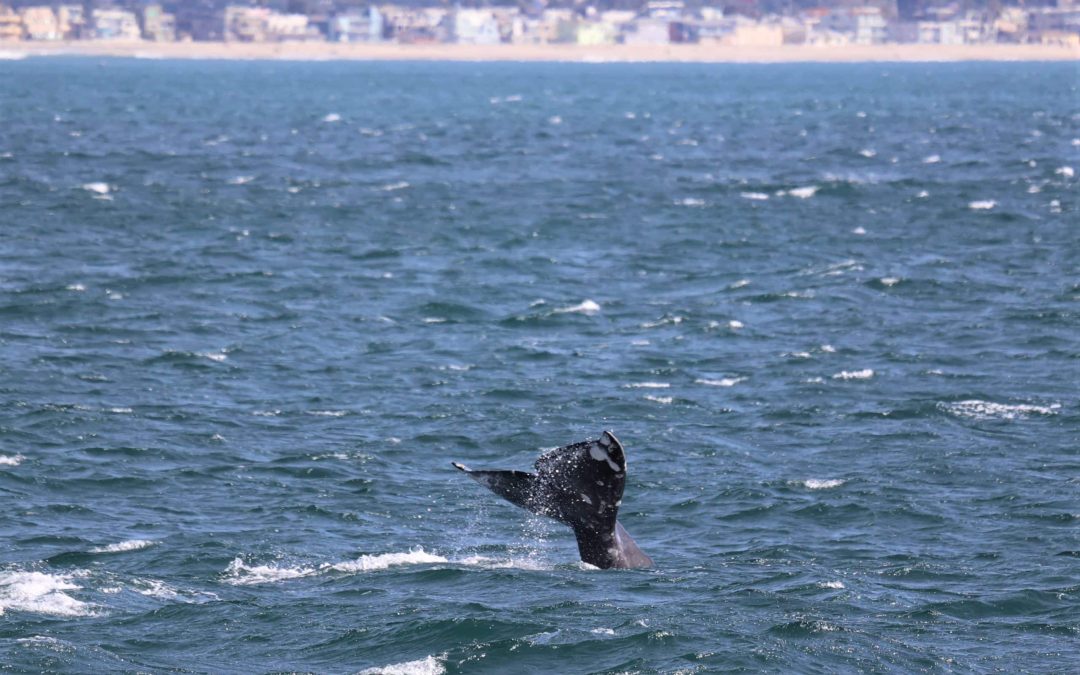 whale watching San Diego season