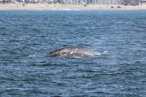 217A9685 2 | San Diego Whale Watch 5