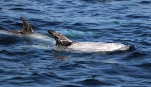 IMG 0355 2 | San Diego Whale Watch 1