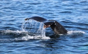 IMG 0389 2 | San Diego Whale Watch 3