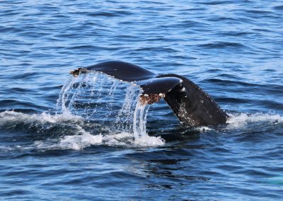 IMG 0389 2 scaled 1 | San Diego Whale Watch 15